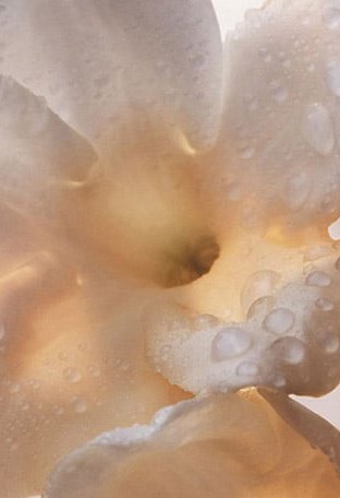 OLYMPÉA Eau de Parfum - Image 4